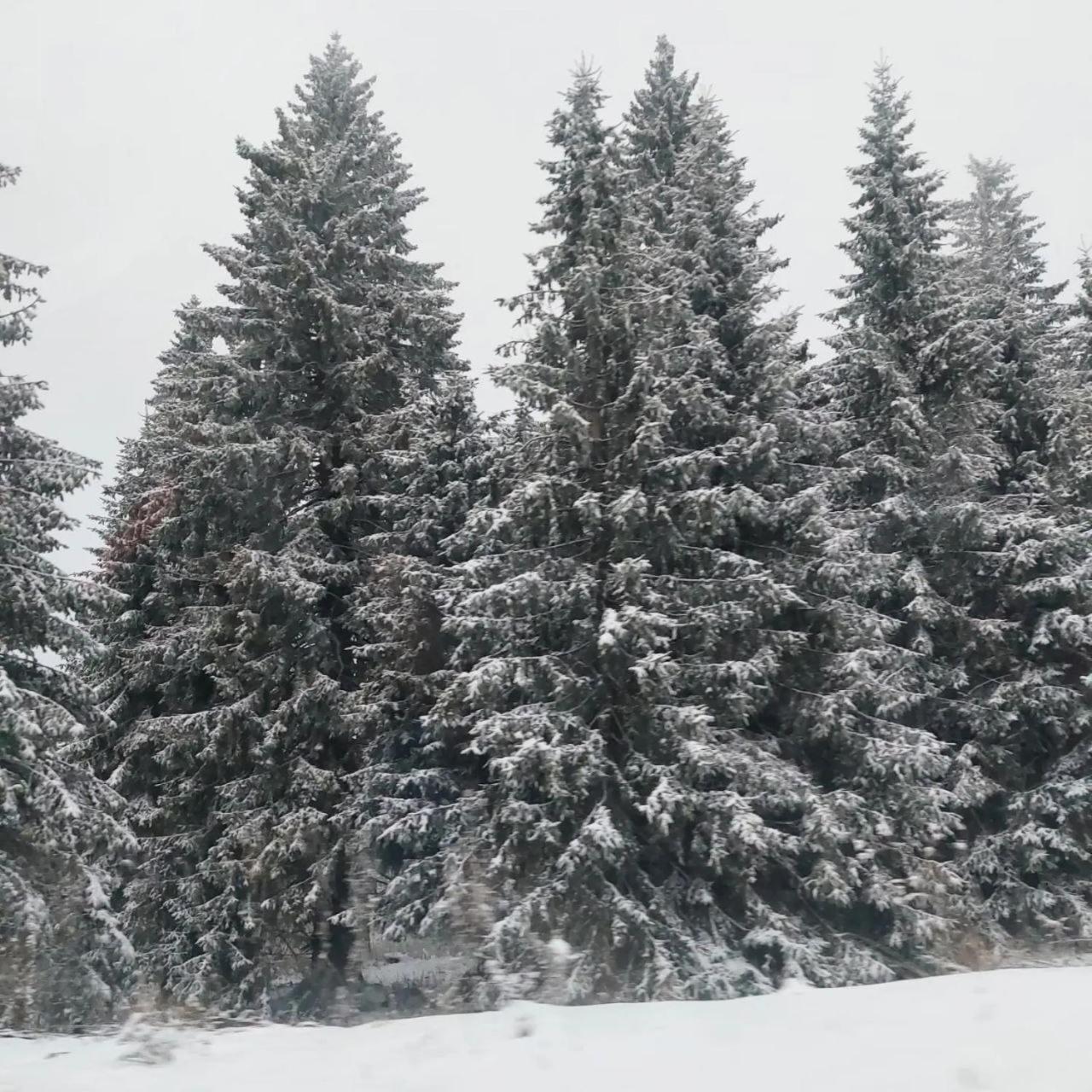 Apartmani Sorak Kopaonik, Studio Apartman A10 Esterno foto